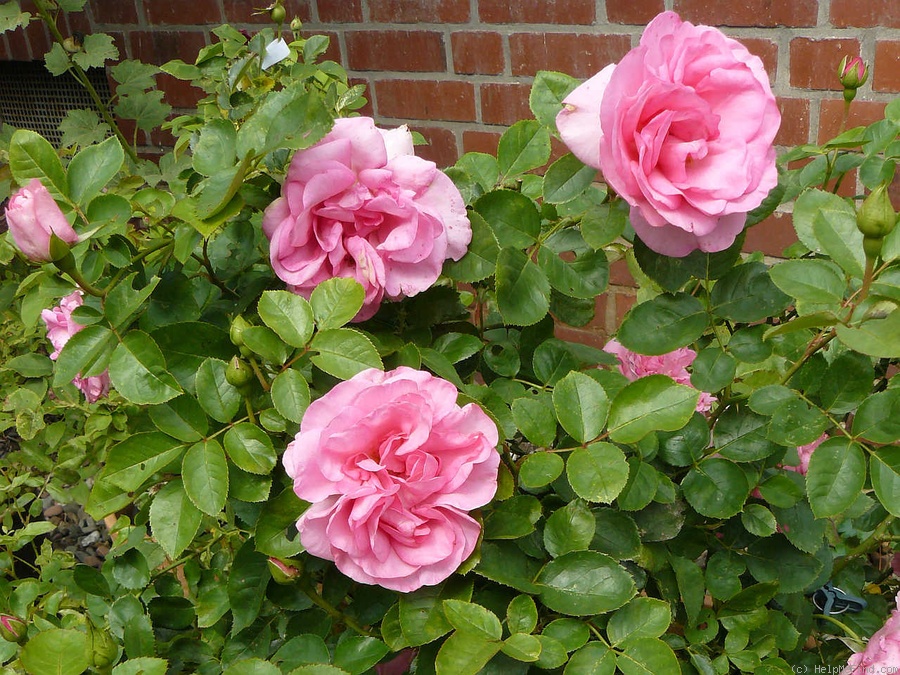 'Frau Mahlzahn' rose photo