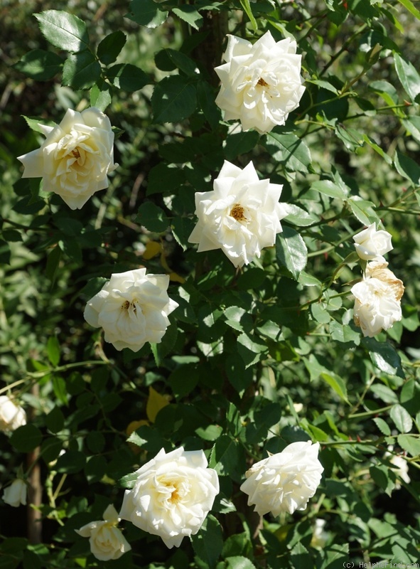 'Anne-Marie Cotte' rose photo