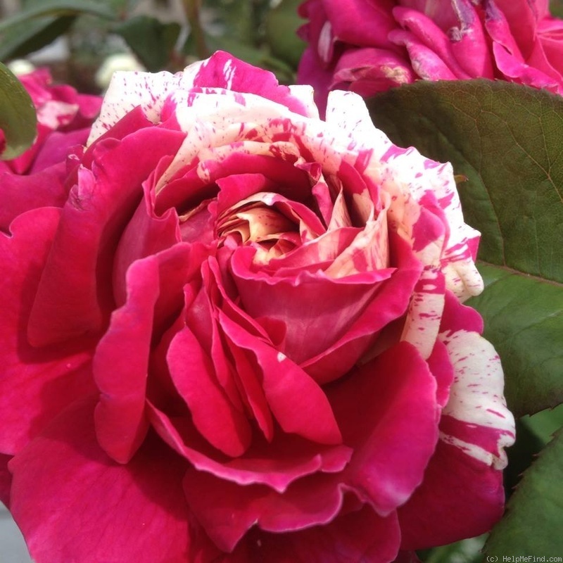 'Romanza ® (hybrid tea, Barni, 2011)' rose photo