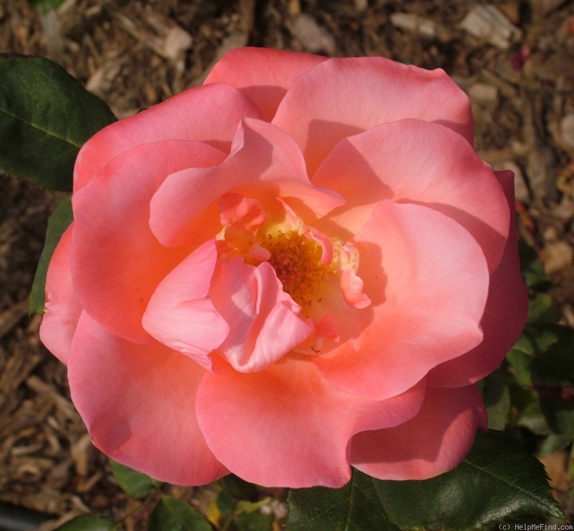 'Annie Girardot' rose photo