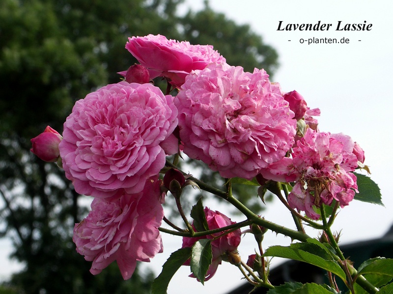 'Lavender Lassie (Hybrid Musk, Kordes, 1960)' rose photo