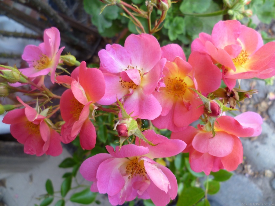 'Beauregard (floribunda, Velle, 2014)' rose photo