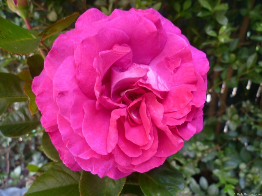 'Chartreuse de Parme' rose, click to enlarge 'Chartreuse de Parme' rose photo