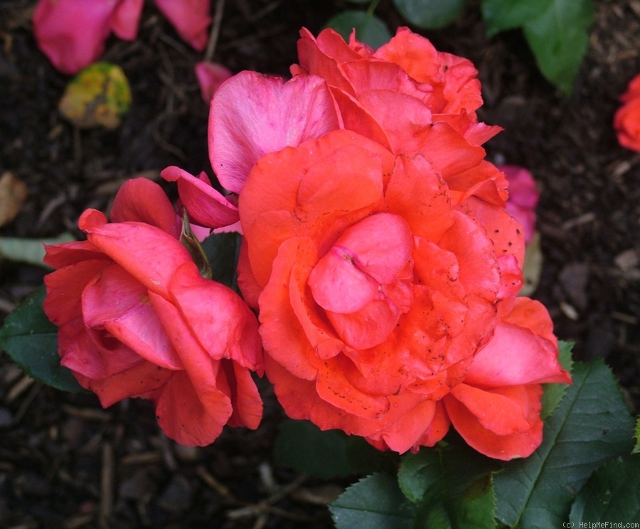 'Anuschka ® (floribunda, Tantau, 1977)' rose photo