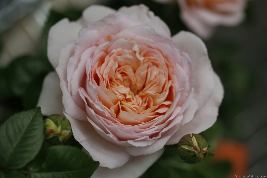 'Etienne ® (hybrid tea, Huber, 2011)' rose photo