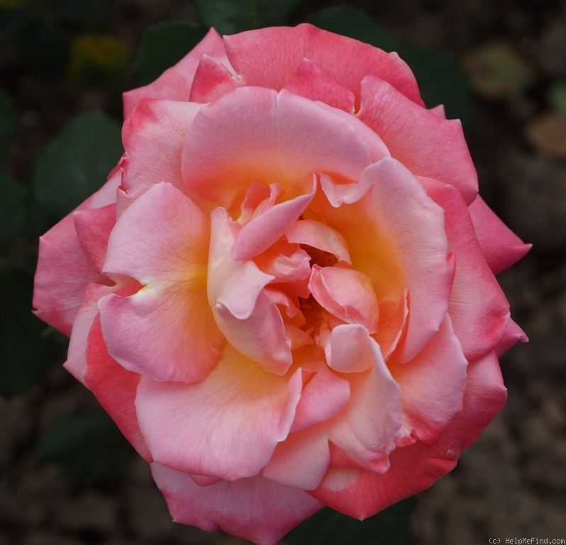 'Apogée ®' rose photo