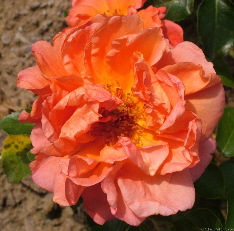 'Araceli Leyva' rose photo