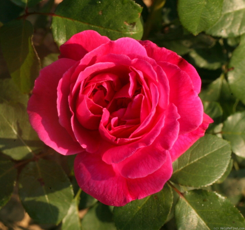'Belladonna (Hybrid Tea, Huber, 2013)' rose photo