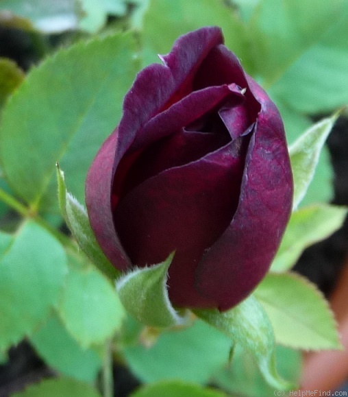 'Karfunkelstadt' rose photo
