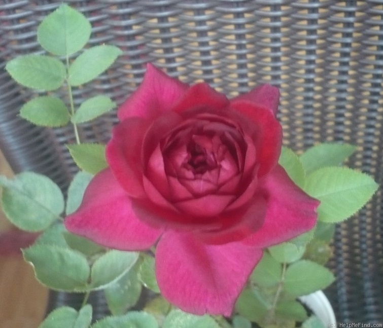 'Karfunkelstadt' rose photo