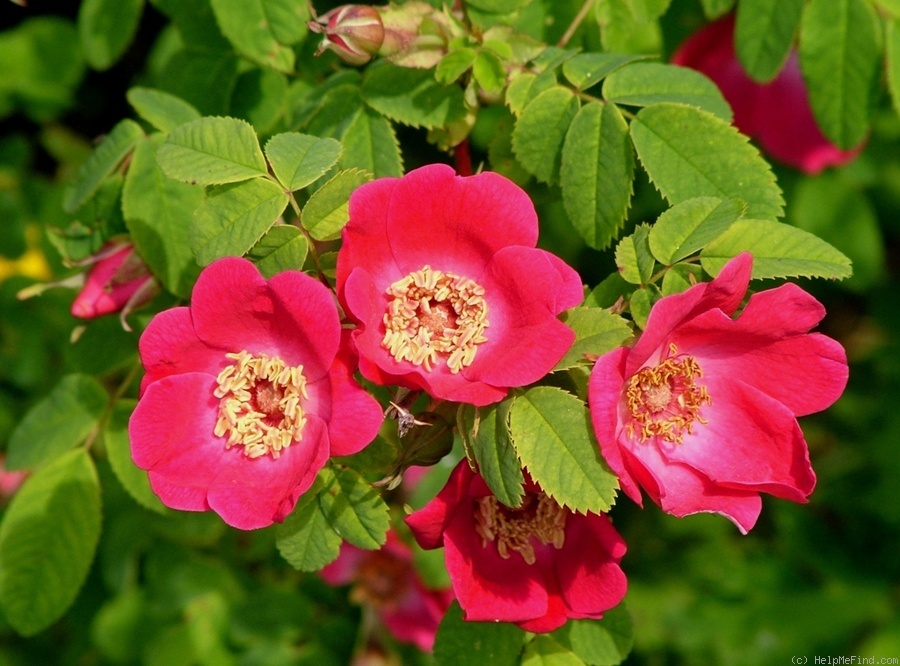 '<i>Rosa arkansana</i> 'Corsley Form'' rose photo