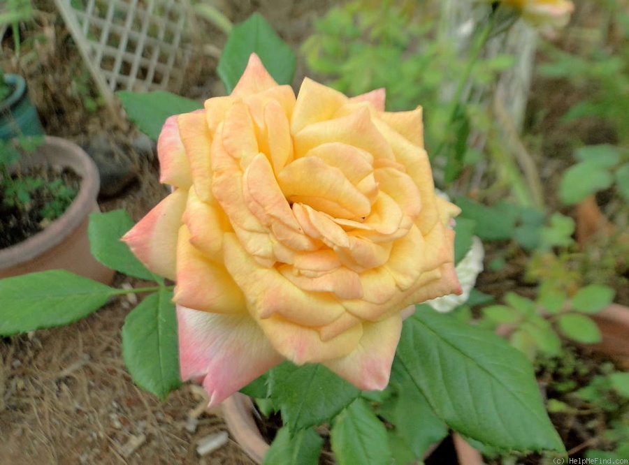 'Garden Fun' rose photo