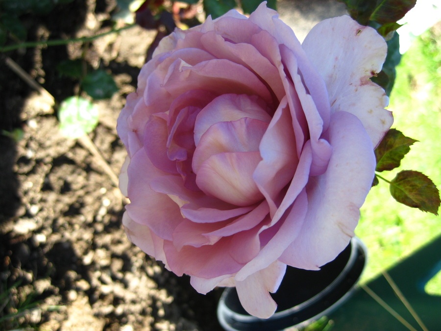 'Harry Edland' rose photo