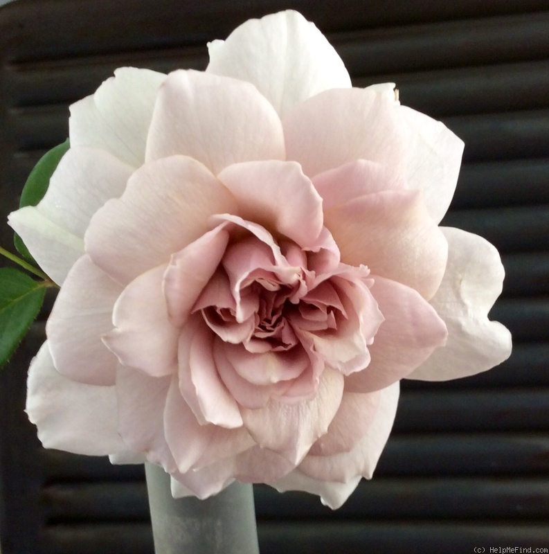 'Grey Pearl' rose photo