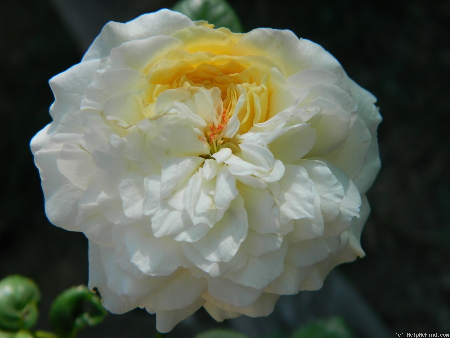 'Karmi' rose photo