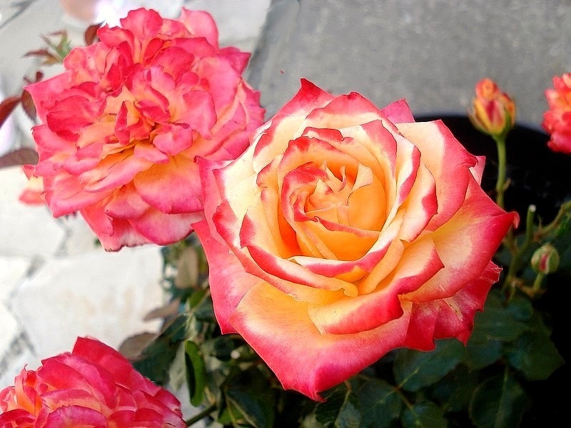 'Château Giscours' rose photo