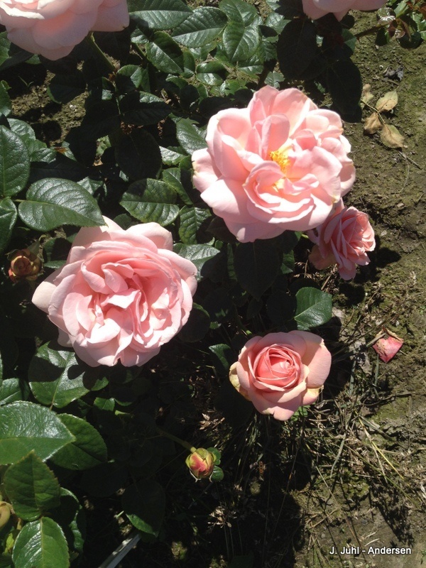 'Racquel ™' rose photo