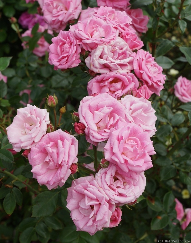 'August Seebauer' rose photo