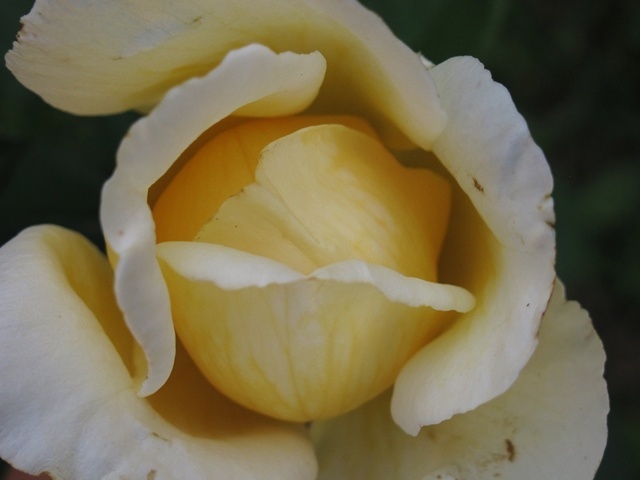 'Harprior' rose photo