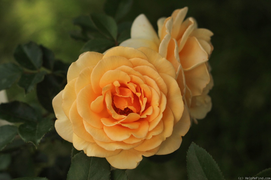 'Kupferkönigin ™' rose photo
