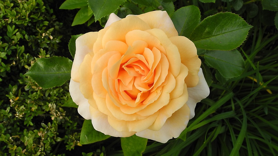 'Sangerhausen Jubilee' rose photo