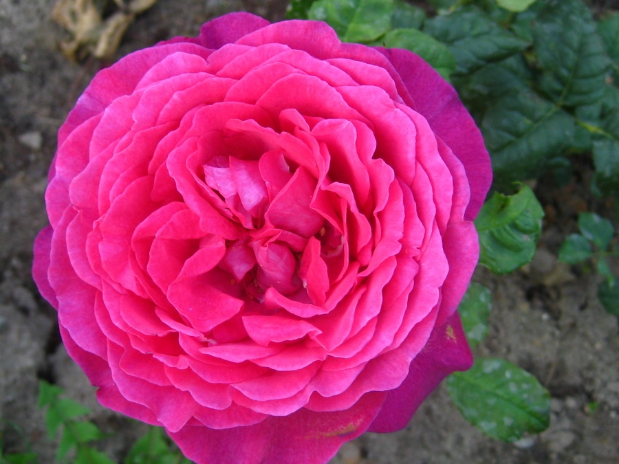 'Johann Wolfgang von Goethe Rose ®' rose photo