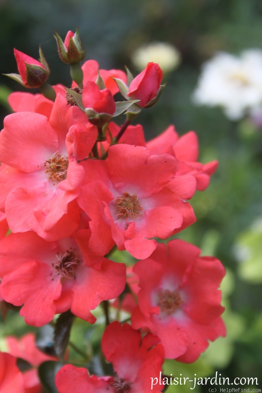 'Isalia ®' rose, click to enlarge 'Isalia ®' rose photo