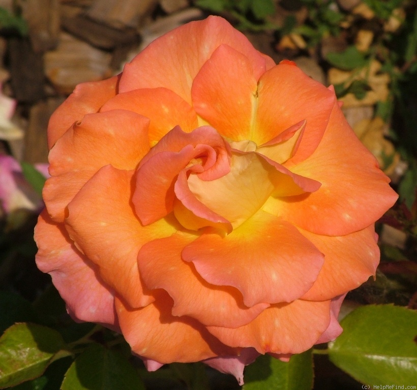'Avocet' rose photo