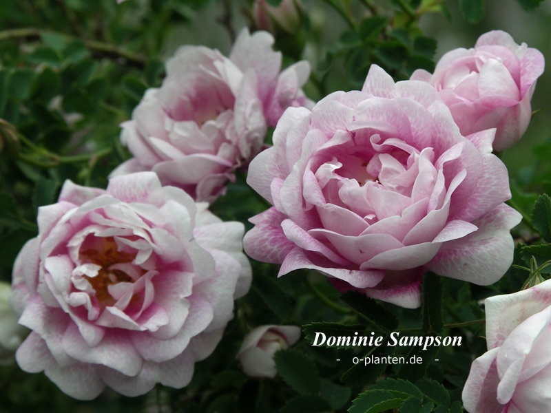 'Dominie Sampson' rose photo
