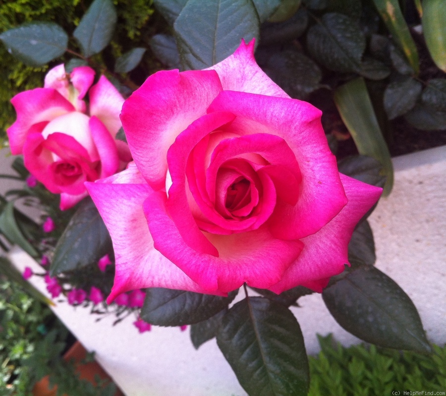 'Julia ® (hybrid tea, Adam 2001)' rose photo