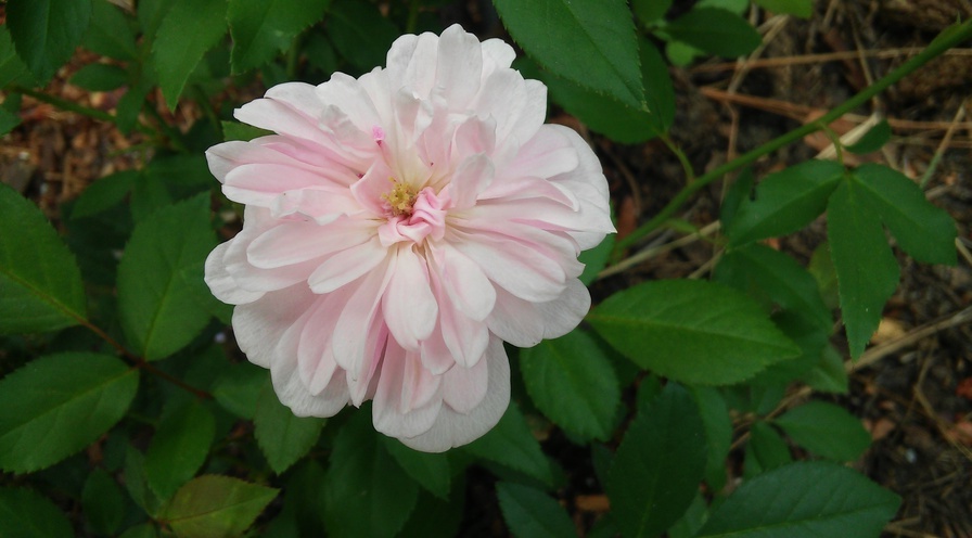 'Cécile Brunner' rose photo