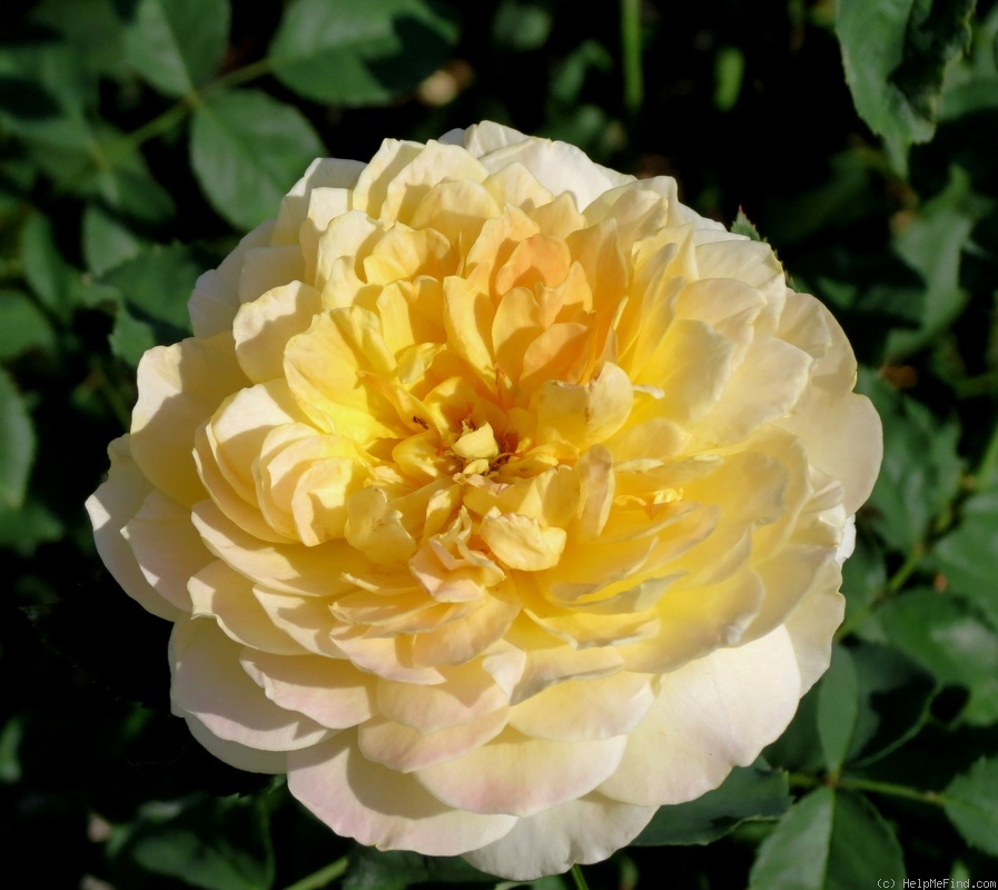 'Molineux' rose, click to enlarge 'Molineux' rose photo