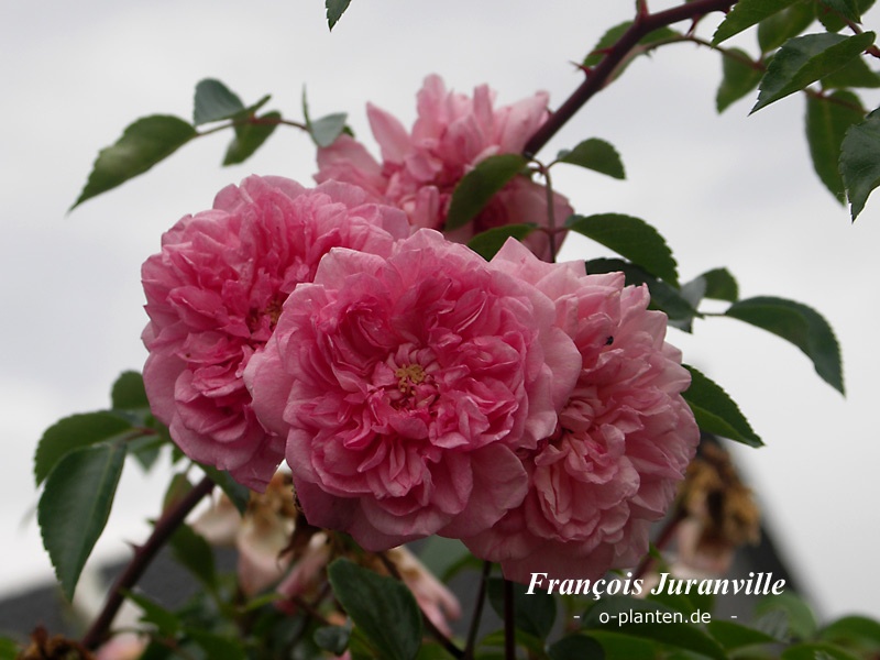 'François Juranville' rose photo