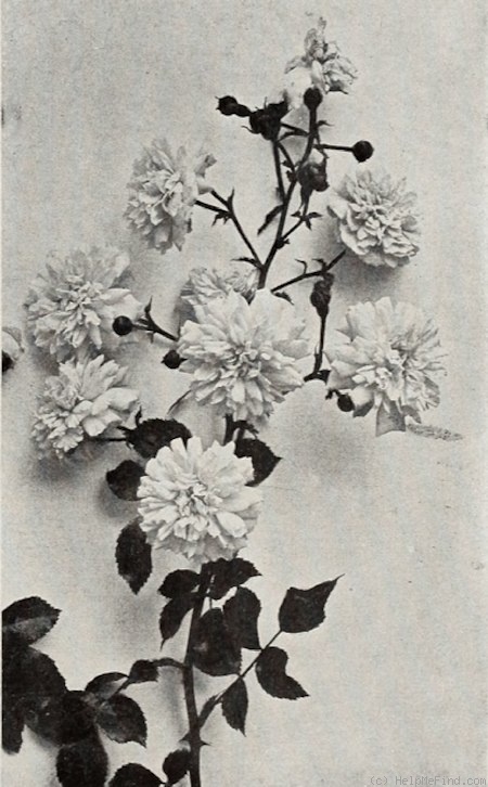 'Carissima' rose photo