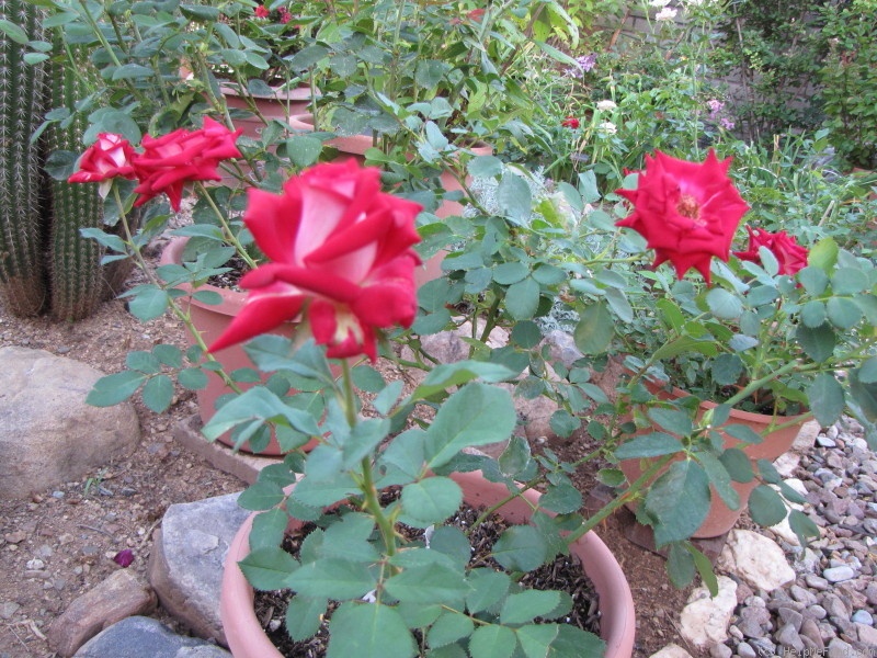 'Michael (mini-flora, Williams 2014)' rose photo