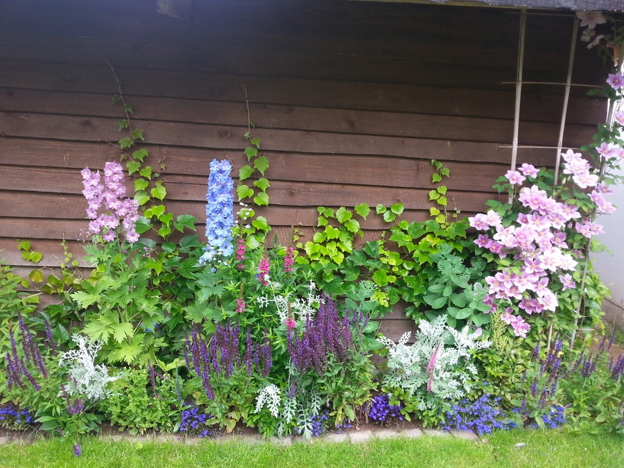 'Cottage garden'  photo