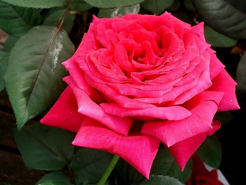 'Reine des Parfums ®' rose photo