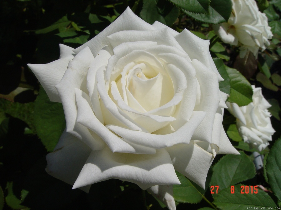 'Pope John Paul II ™ (Hybrid Tea, Zary, 2006)' rose photo