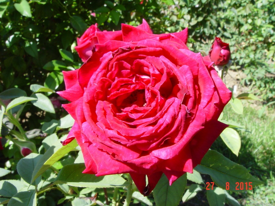 'Reine des Parfums ®' rose photo