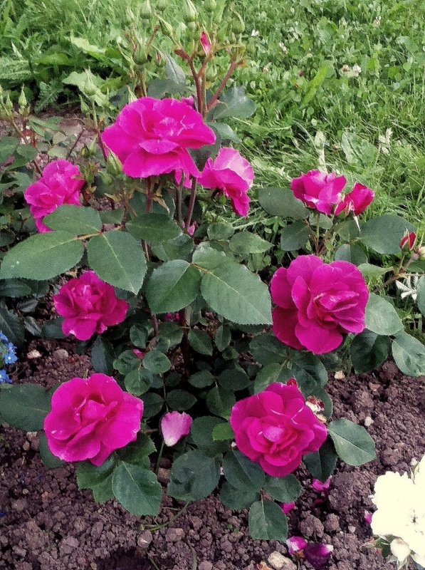 'Bluebell ® (floribunda, Meilland, 2014)' rose photo