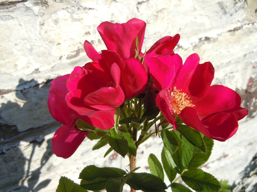 'Ann Endt' rose photo