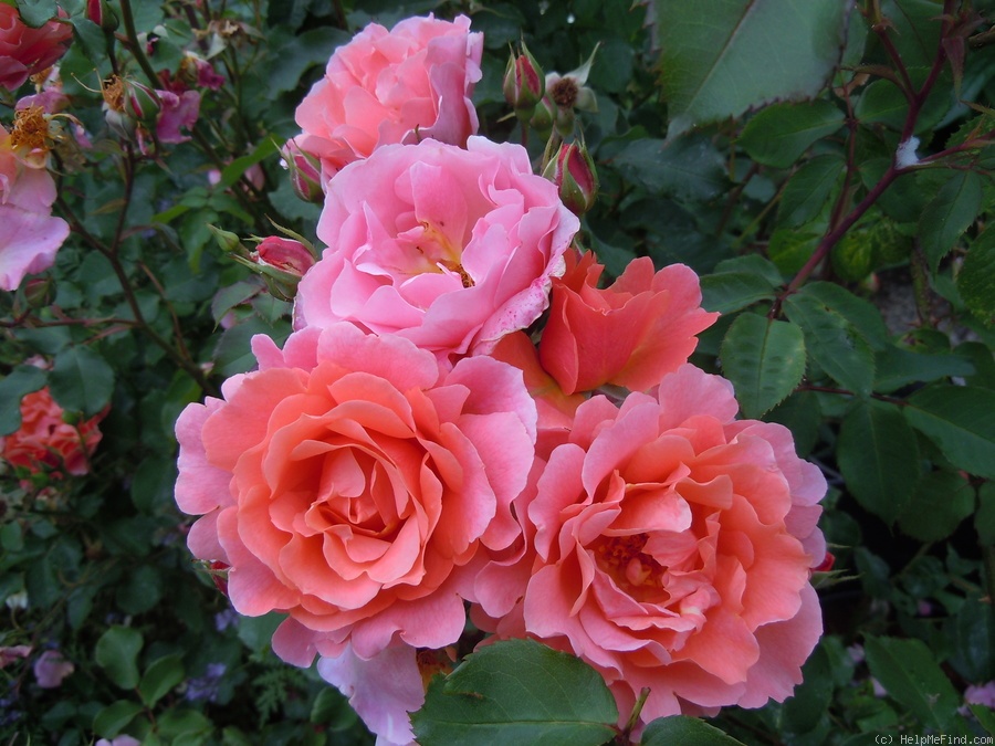 'Alibaba ®' rose, click to enlarge 'Alibaba ®' rose photo