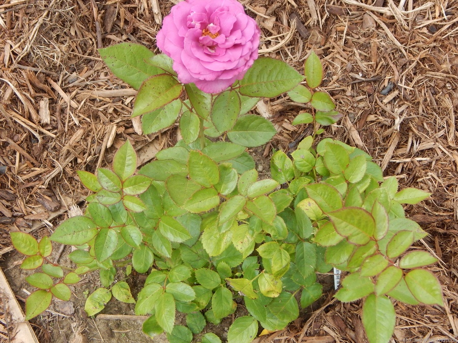 'Plum Perfect ™' rose photo