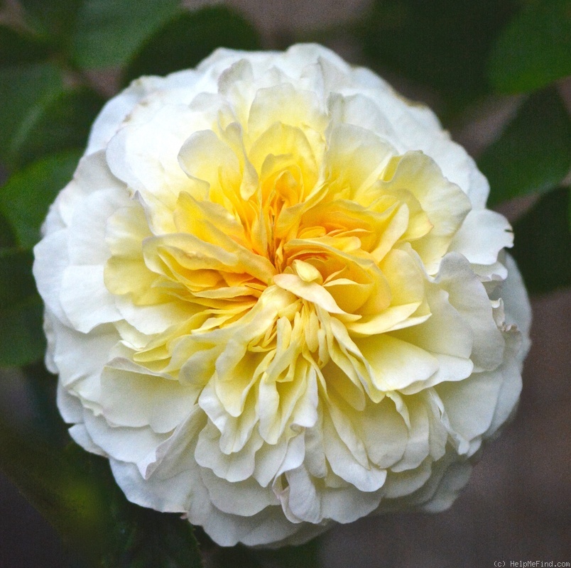 'Marianne (gallica, Barden 2001)' rose photo