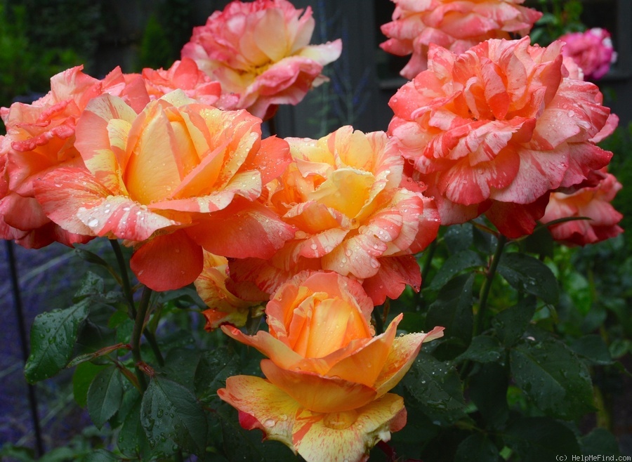 'Rainbow Niagara' rose photo