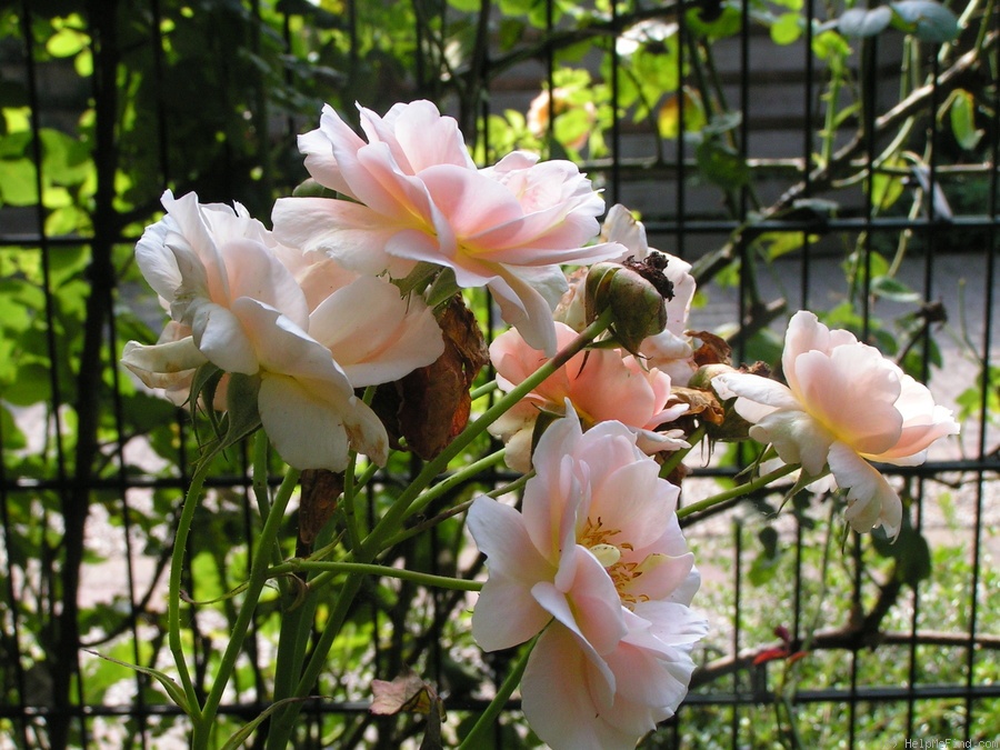 '12 Westerland OP 06' rose, click to enlarge '12 Westerland OP 06' rose photo