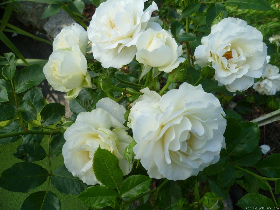 'White Meilove' rose photo