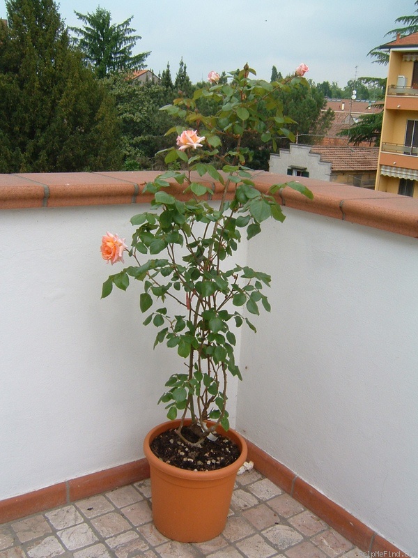 'Compassion ® (Large-Flowered Climber Harkness, 1972)' rose photo