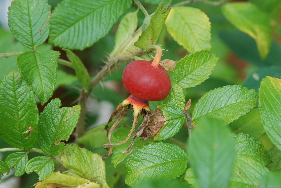 '<i>R. rugosa</i>' rose photo