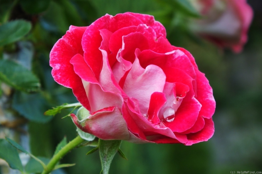 'Schöne Koblenzerin ®' rose photo